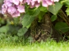 Freddy - Our new backyard neighbor