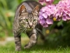 Freddy - Our new backyard neighbor