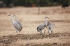 31122010_celeryfieldssarasota_006