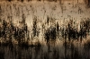 31122010_celeryfieldssarasota_042