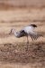 31122010_celeryfieldssarasota_049