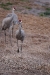 31122010_celeryfieldssarasota_086