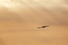 31122010_celeryfieldssarasota_097