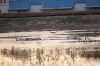 31122010_celeryfieldssarasota_108