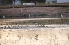 31122010_celeryfieldssarasota_123