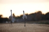 31122010_celeryfieldssarasota_222