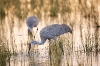31122010_celeryfieldssarasota_251