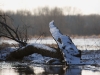 02152009_desplainesrivertrail_0002.jpg