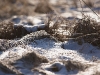 02152009_desplainesrivertrail_0041.jpg