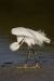 03-01-11_esterolagoon_057