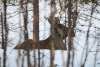 20250210_Lapland_1279 20250210_Lapland_1279
