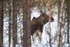 20250210_Lapland_1281 20250210_Lapland_1281