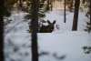 20250210_Lapland_1285 20250210_Lapland_1285