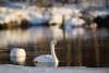 20250212_Pallas_Nationalpark_1327 20250212_Pallas_Nationalpark_1327
