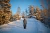 20240120_Yllasjarvi_0281