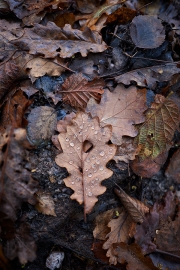 20171102_Scotland_1740_600