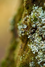 20171102_Scotland_1760_600