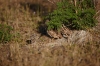 08-01-11_marcoisland_005