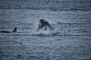 20170111_RundumTromso_0073_portfolio