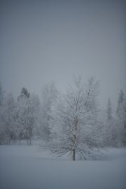 20200208_Finland_2697